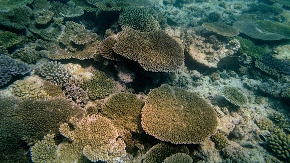 Coral bleaching around Heron Island on the Great Barrier Reef. Photo: Eddie Jim.