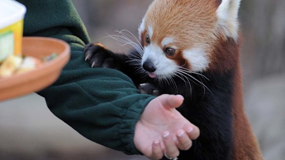Red pandas seek love in a cold climate