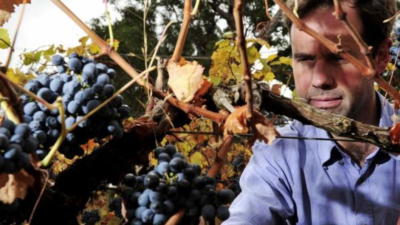 Our Rioja? ... Mount Majura winemaker Frank van de Loo says tempranillo is well suited to his site.