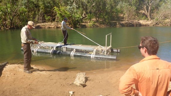 At Taylors Park boat ramp on Monday, four Quintis workers helped the rangers pull in the saltie from the trap.