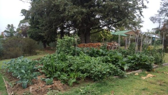 Soil toil: Mark and Helen Robertson's vegetable garden in Cooma.