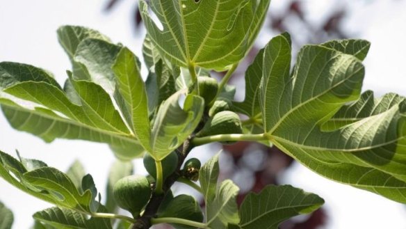 Fig tree.