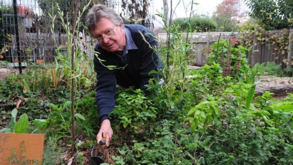 Bill Chaffey in the herb garden of his Evatt home.
