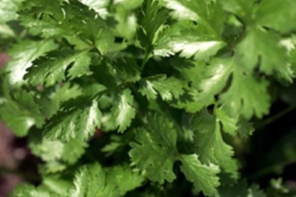 Coriander and mint sauce