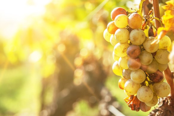 Botrytised grapes in the sunshine.