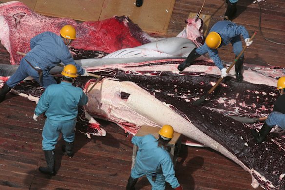 Japan claims its annual whale hunt is required for "research" purposes.