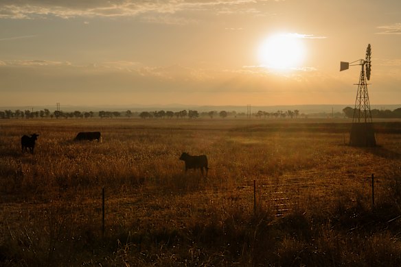 Most projects using the methods under review involve regrowing native forest on grazing land. 