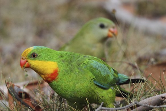 Scientific experts 'extremely concerned' by plan to stop extinctions