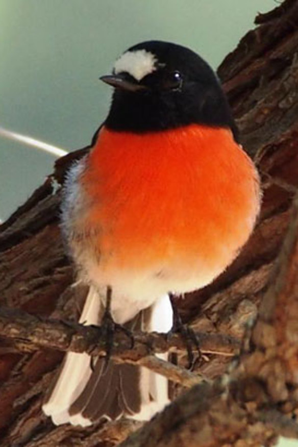 Robin's red breast a badge of courage