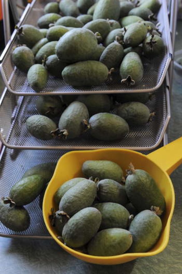 Mark O'Connor's feijoa fruit.