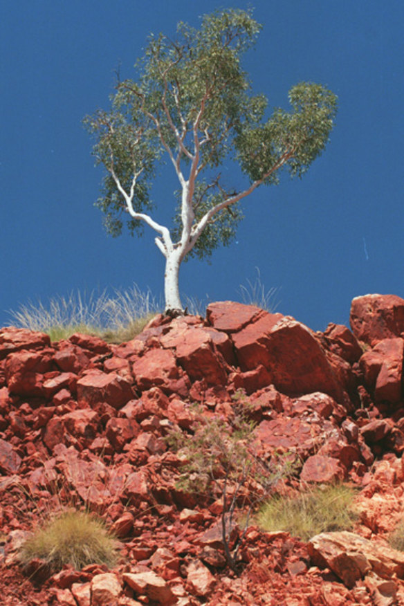 Time's up for iconic gum trees