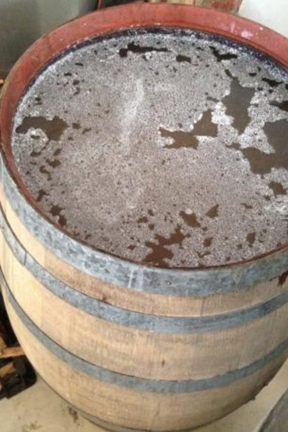 Pre-fermentation of Moby Dick Ambergris Ale, by Robe Town Brewery.
