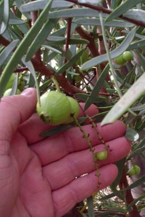 On the tree ... Sandalwood nuts.