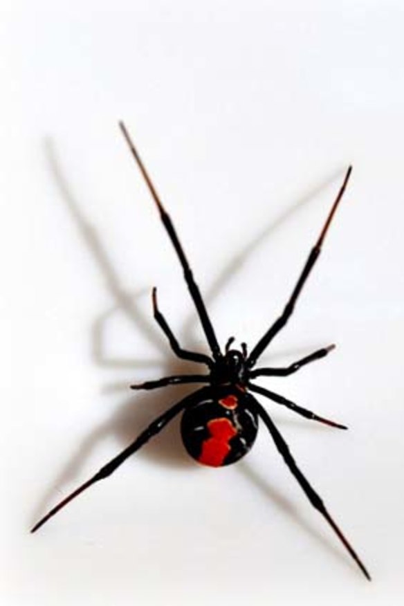 Weather brings redbacks out in force