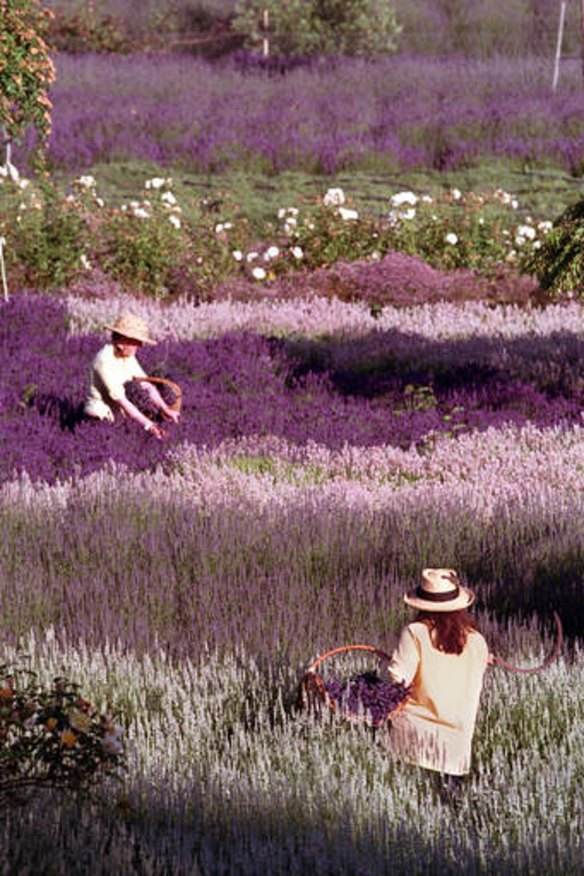 The lavender harvest at Lavandula.
