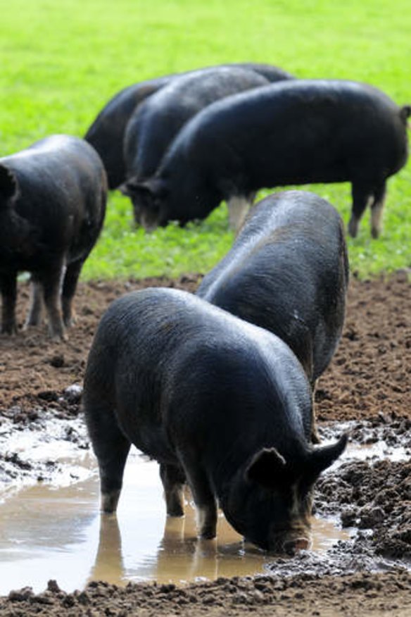 Happy free-range pigs in mud.