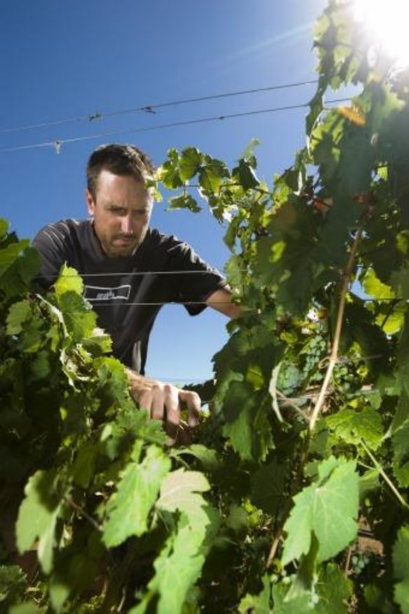 Heat fear: Four Wines Winery's Bill Crowe checks riesling vines during hot weather in February.