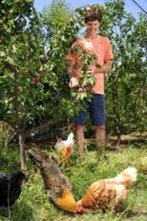 Michael Wilson, of Ainslie, with Satsuma plums and chooks.