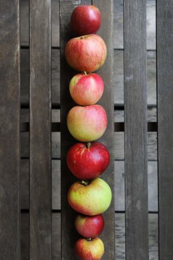 Apples from the Loriendale Orchard. From top: Fuji, Twenty Ounce, Topaz, Grimes Golden, Bonza, Blenhein Orange, Red Jonathan and Coxs Orange Pippin.