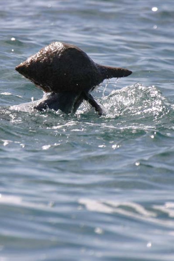 Dolphins shell out for a fish supper