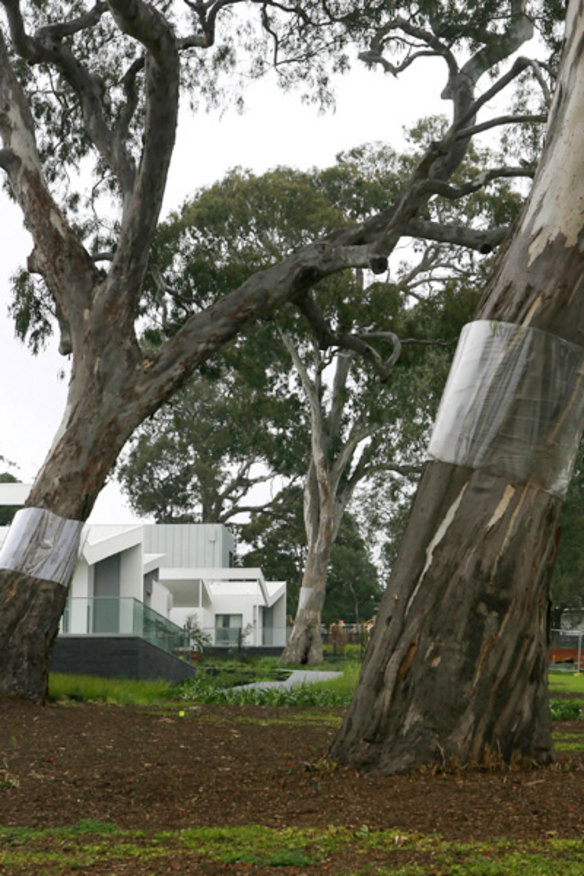 Heritage tree damage costs developer $150,000