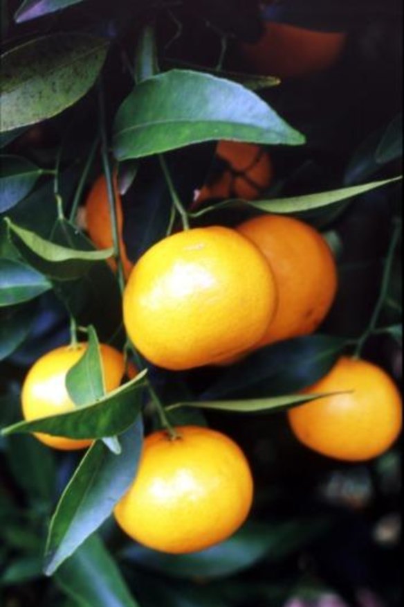 The favourite Imperial mandarin is in season now.