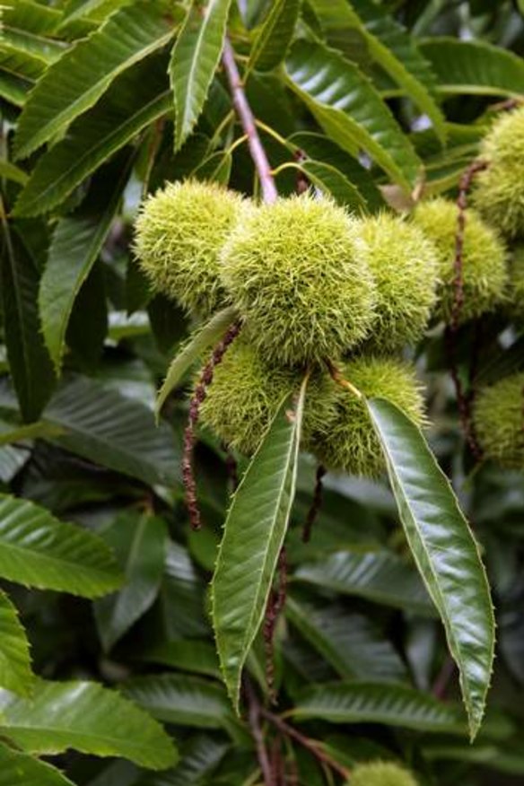 Chestnuts growing on a farm at Mt Irvine in New South Wales.
