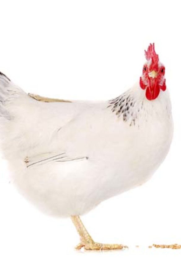 Different tastes: The statistics show that Australians are favouring poultry over red meat.