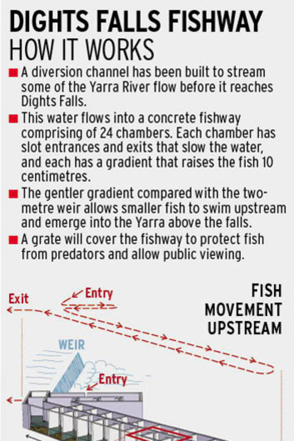 Fintastic! Fresh idea to help fish scale new heights