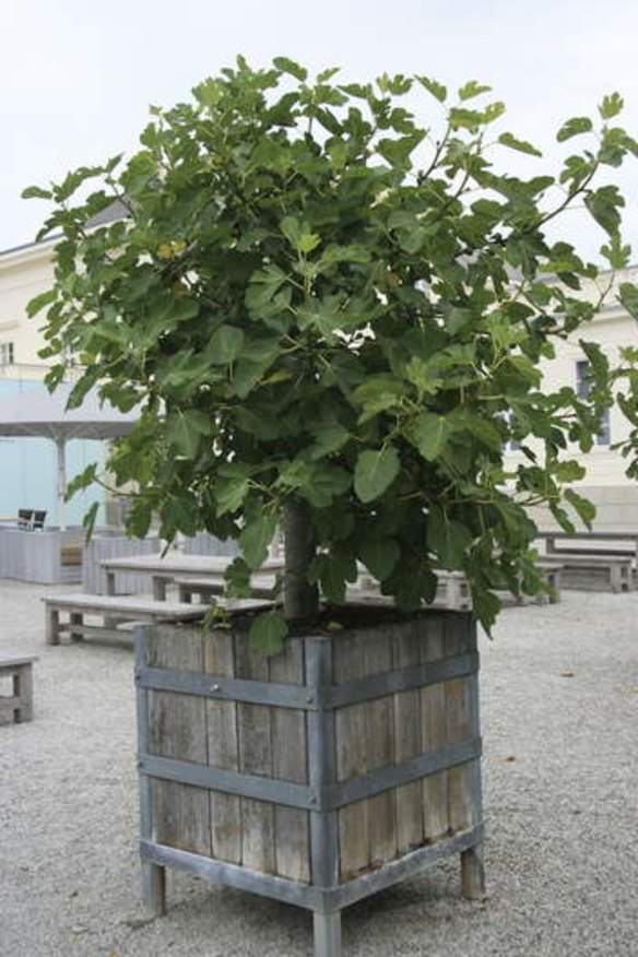Hefty ... A large potted fig tree at the Herrenhausen Royal Gardens in Hanover, Germany.