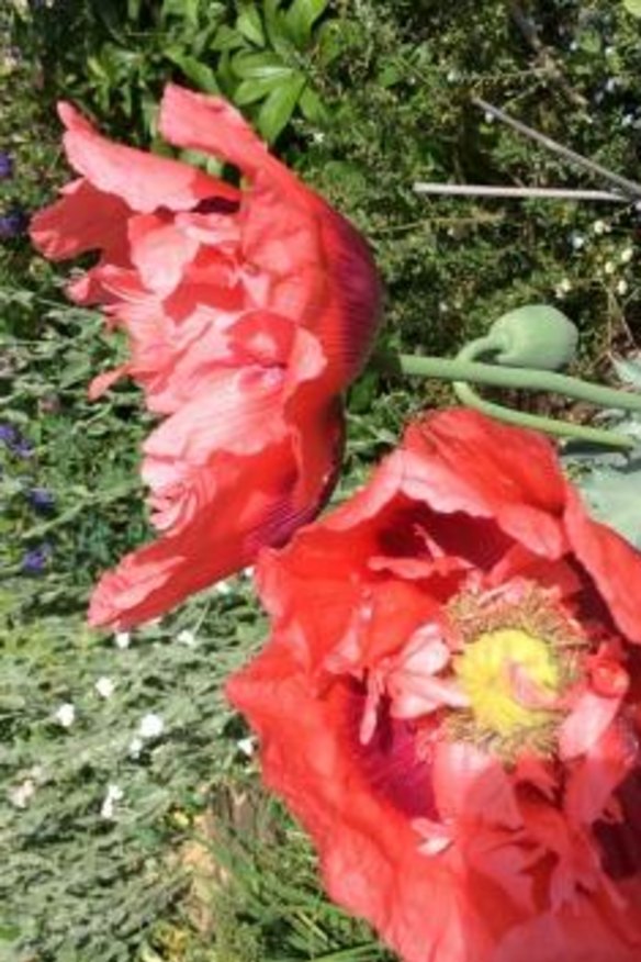 Home-grown poppies, ready to party.