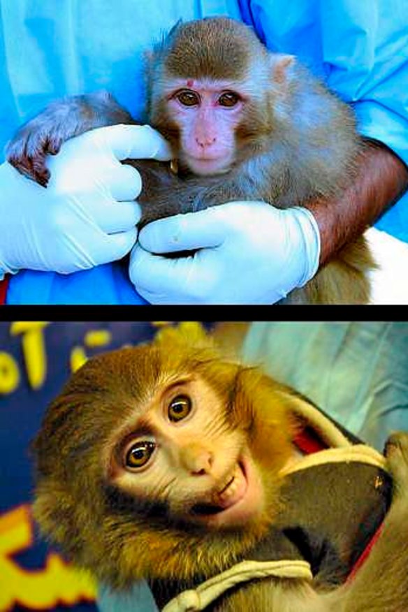 Where did the red mole go?