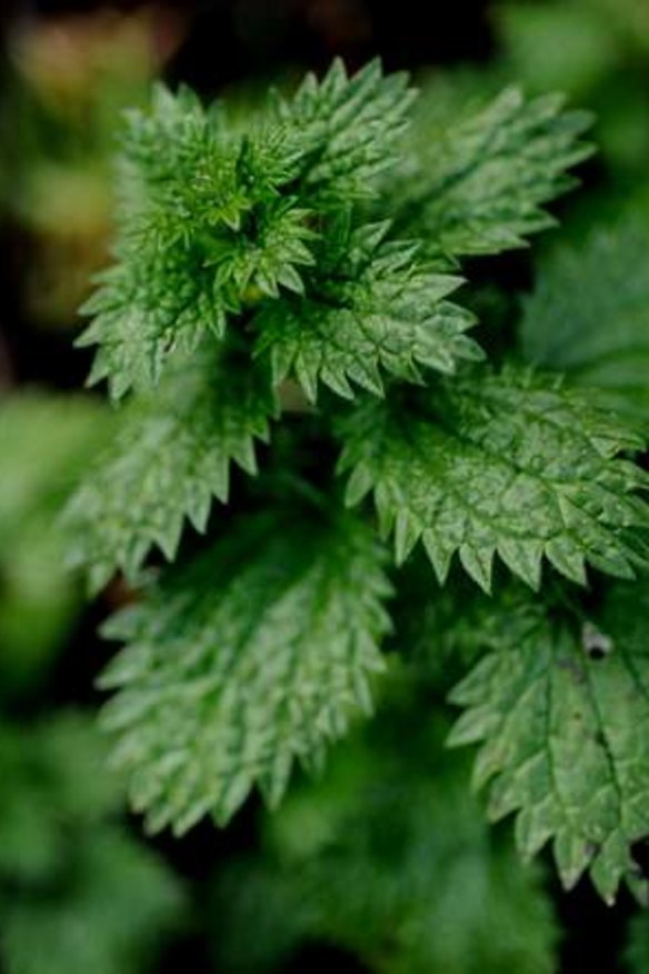 Wild stinging nettles are a tasty ingredient for soups, pasta and risottos.