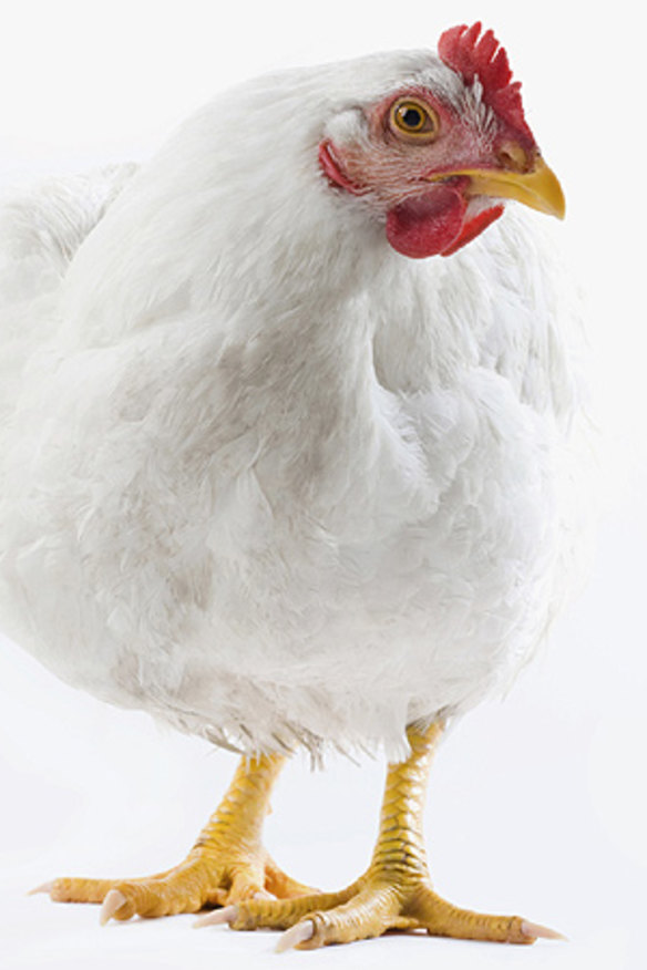 Steggles 'free to roam' chicken cramped in sheds: court