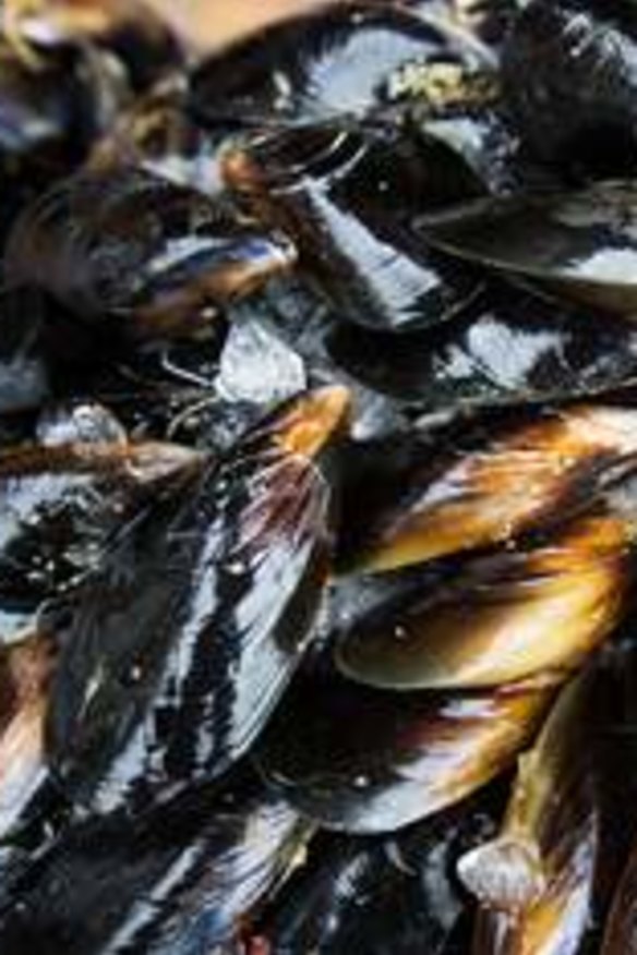 Buckets of mussels start at $5 at the Port Phillip Mussel Festival.