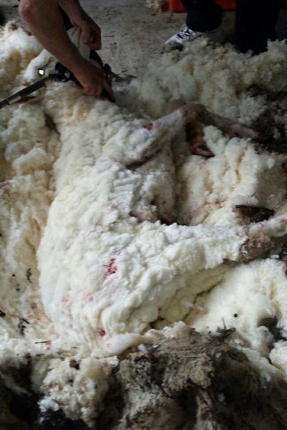 It took about 45 minutes to shear the sheep.