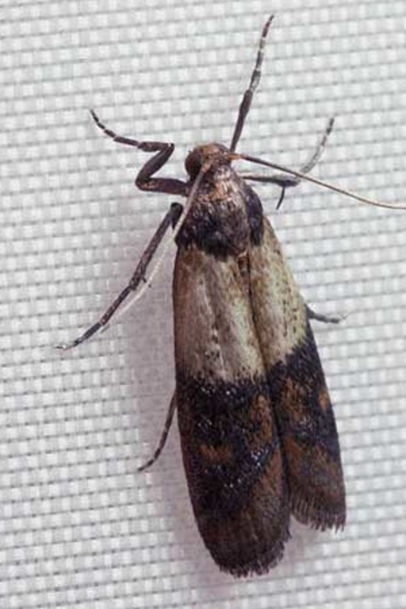 The Indian meal moth: Plodia interpunctella.