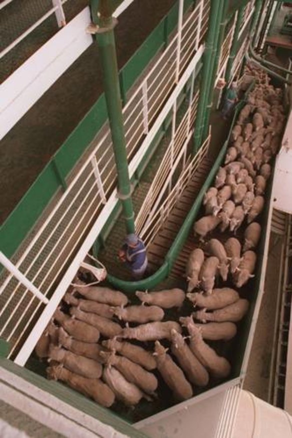 Pakistan denies Aussie sheep mistreated