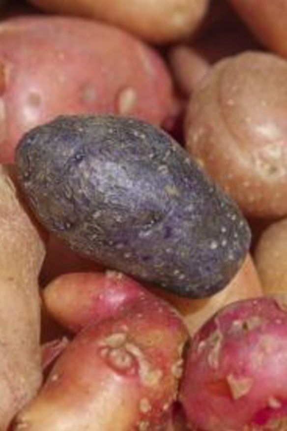 Rich variety: Pigmented potatoes.