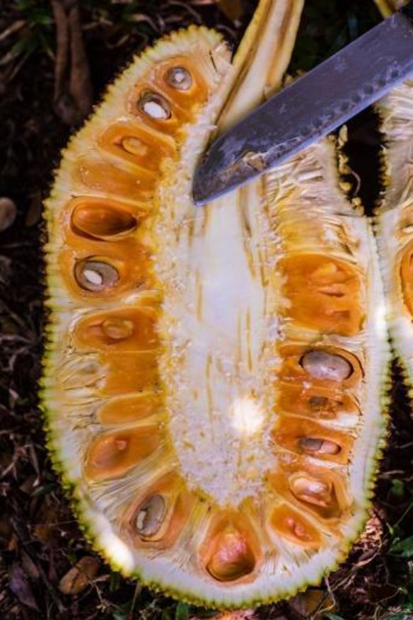 Jackfruit are plentiful.