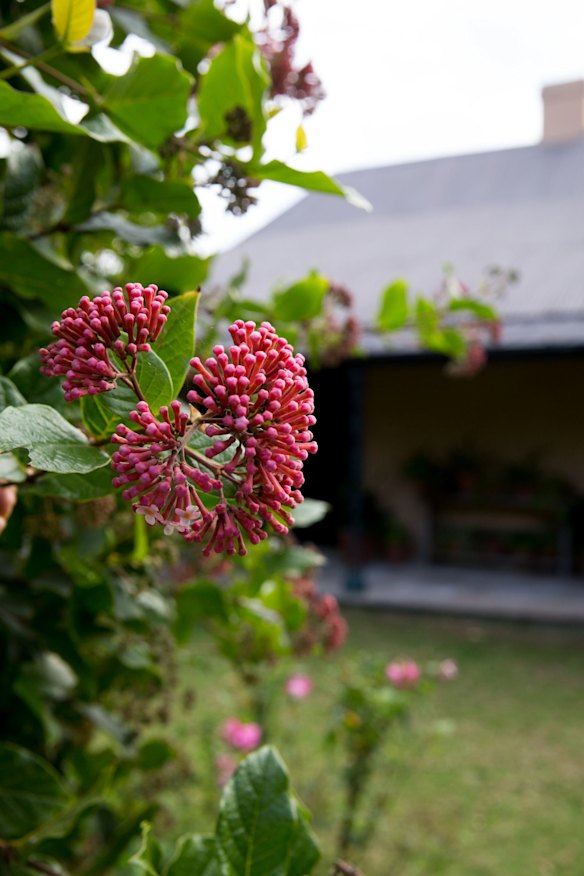 The task of maintaining Sydney's heritage gardens