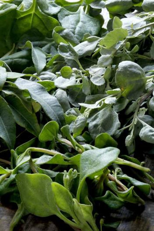 Saltbush leaves.