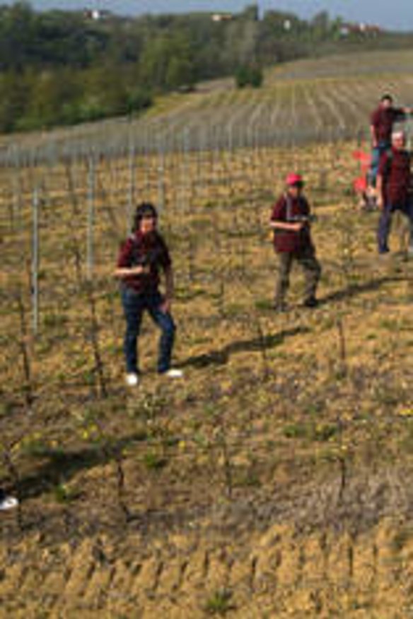 Workers on the vines at Piedmont's Giacomo Bologna "Braida".