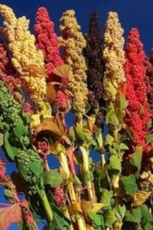 Healthy palette: Coloured quinoa.