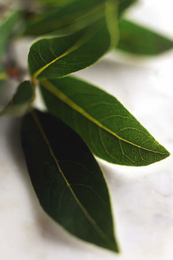 Fresh bay leaves, if overused, can be overpowering in a dish and might need to be removed early during cooking.
