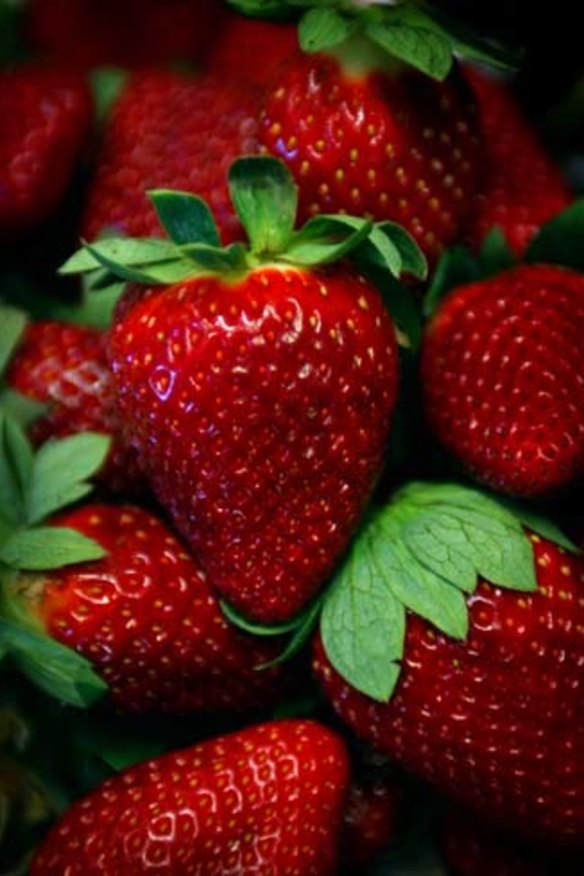 Winter treat: Camarosa strawberries.