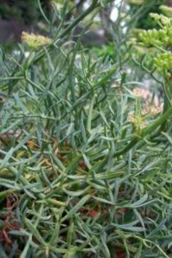 Rock samphire is available to members of the Diggers Club for $8.50 plus postage.