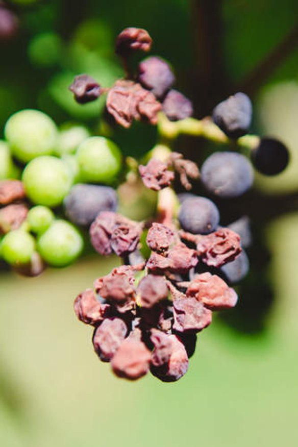 Grapes can suffer in the heat.