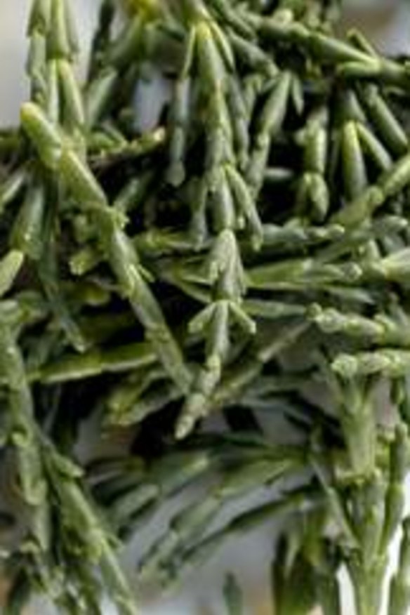 Samphire.