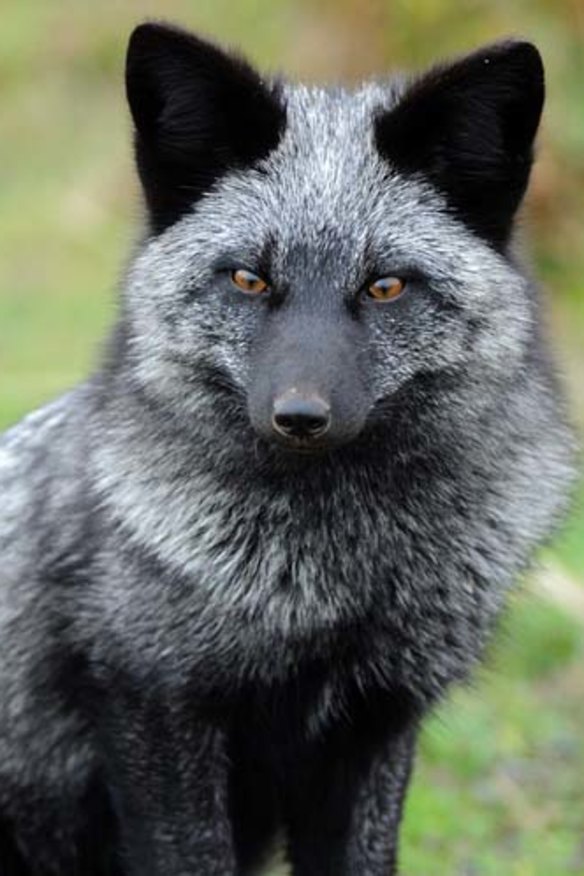 Silver fox import plan condemned